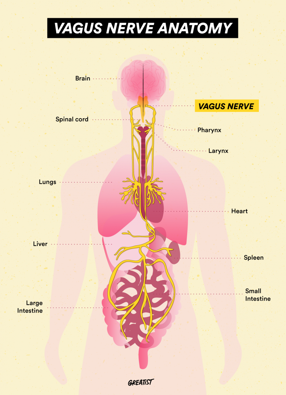 The Vagus Nerve: Anatomy of the Soul